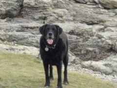 Todd my ex oldies black lab