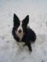 collies r best